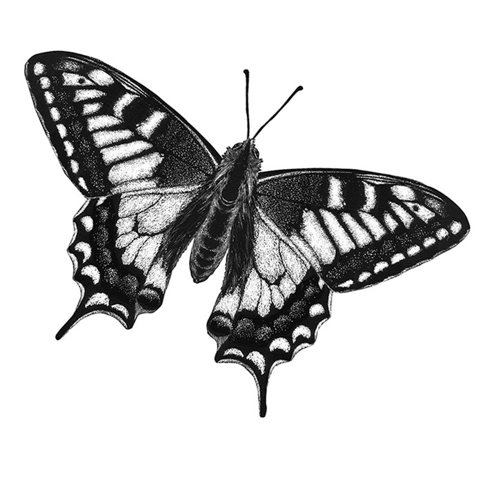 1468566630_16-ilustr-papilio-macaon-00-e-v2-w-jpg.jpg